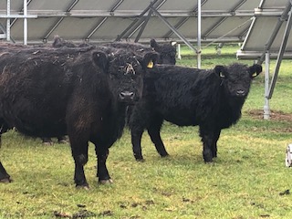 Beispielfotos Agri-PV für Rinderhaltung