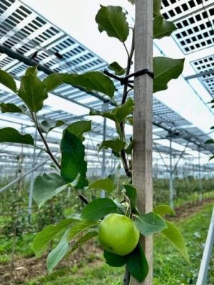 agri-pv
